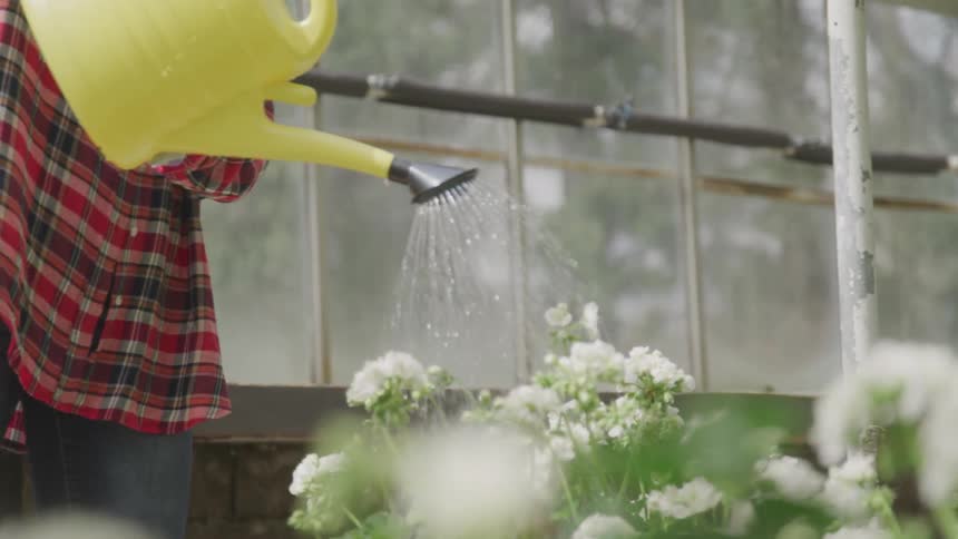 A woman is watering plants in a green house