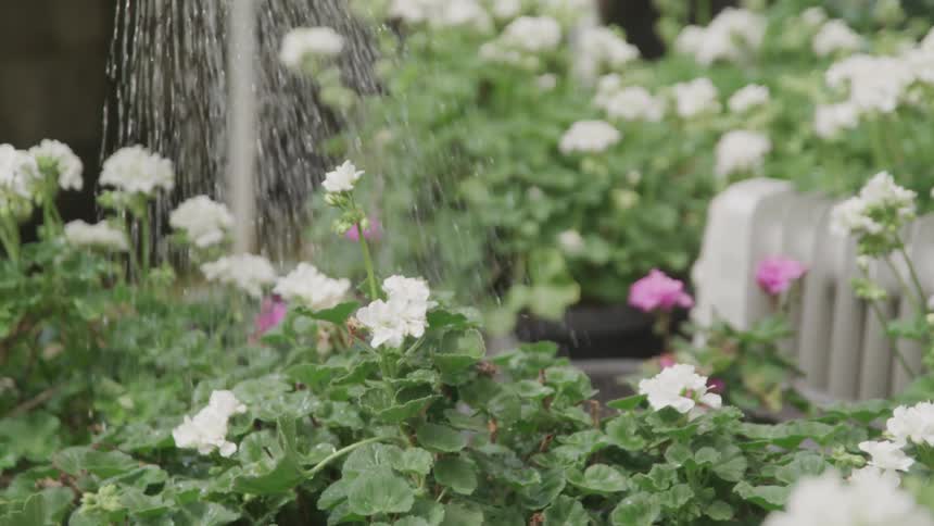 A woman waters flowers with a watering can
