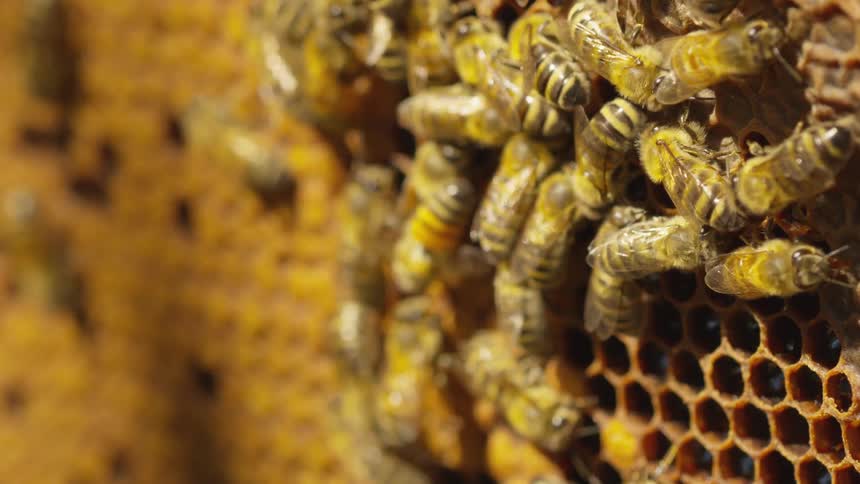Bees creating honeycomb in a bee hive