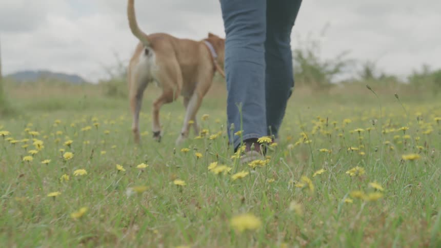 A female is walking a light brown dog on a leash througha field filled dandelions