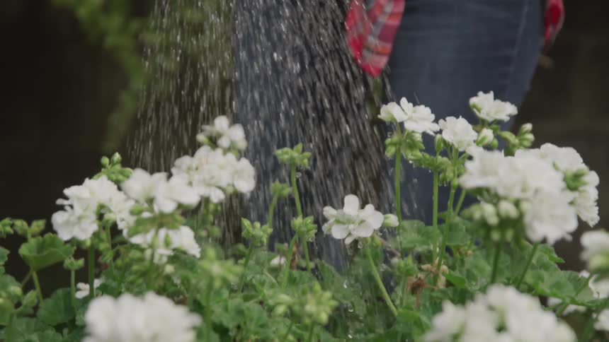A woman uses a watering can to water a cluster of flowers