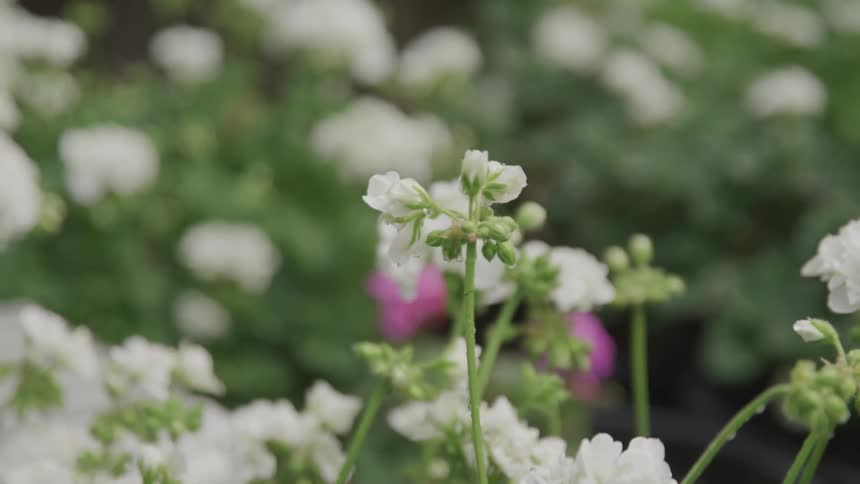 A small white flower outdoors during the day