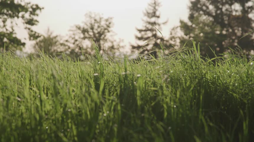 Tall grass waving in the wind on a cloudy evening
