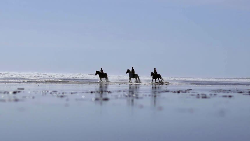 Horses galloping along a sandy beach during a peaceful coastal ride.