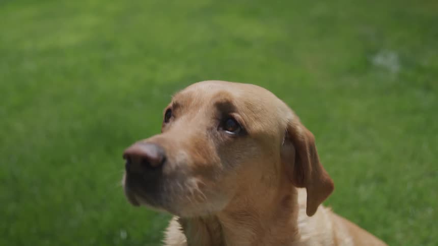 Dog sits patiently while looking upward