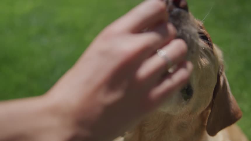 Puppy being given treats on the lawn