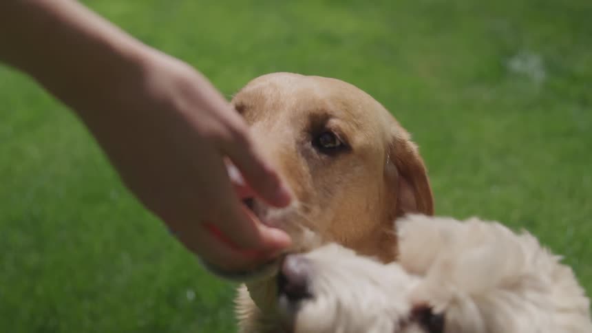 Two dogs lick at a persons outstretched hand outside on a sunny day