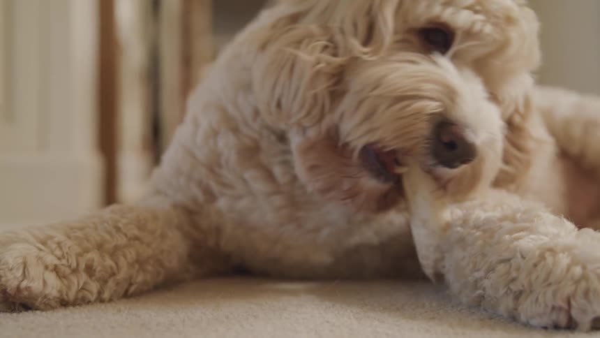 A dog inside chewing on a toy