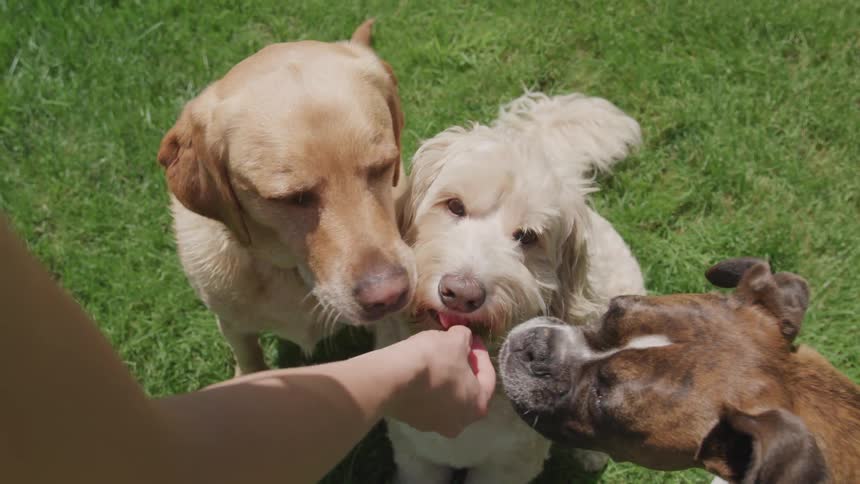 A person holds a snack out to three dogs