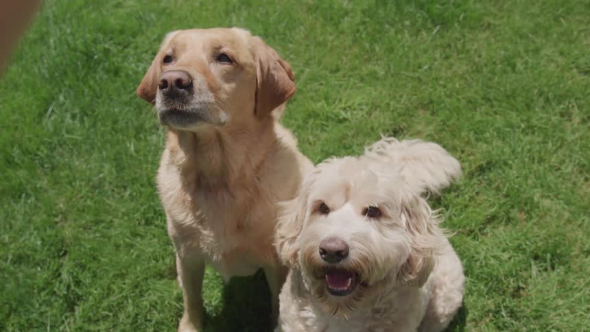 Two dogs sit and look up to their owner patiently