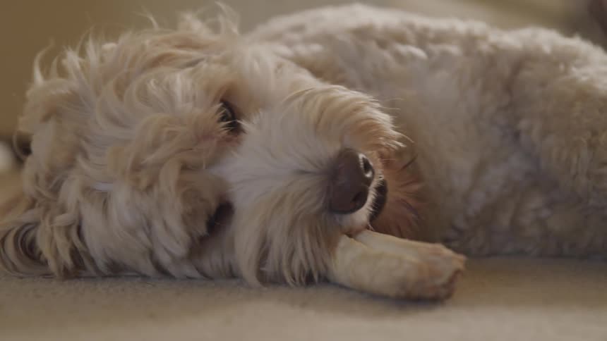 A white dog is lying on the carpet on its side while chewing a rawhide bone