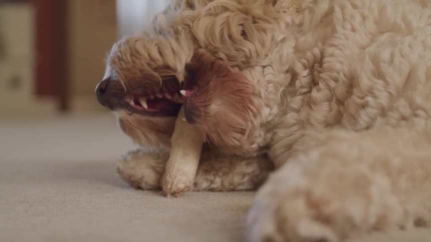 A dog is eating a bone indoors