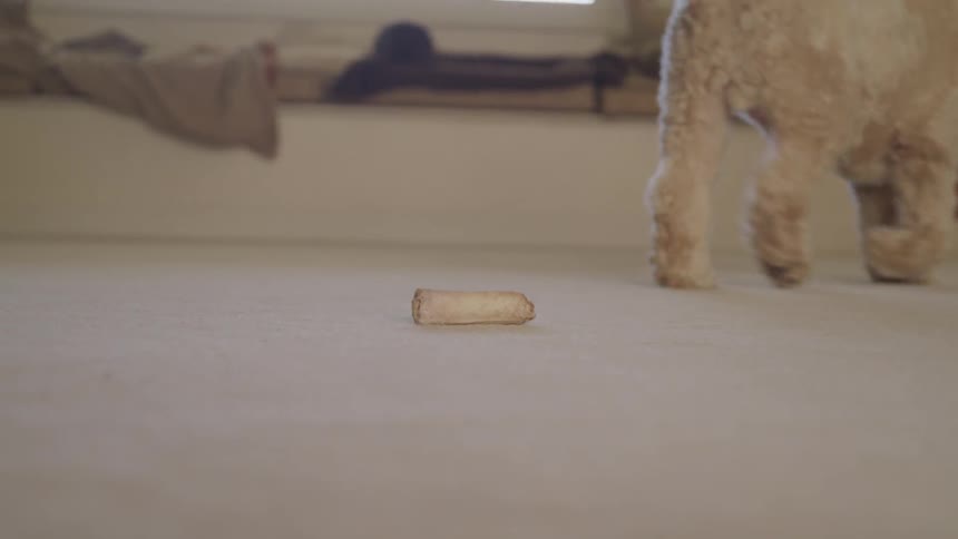 A small puppy walk on a carpet