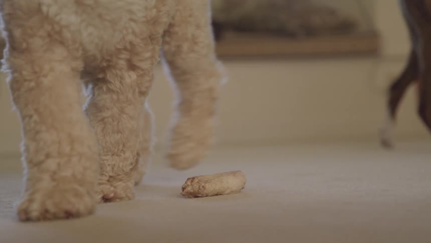 A dog is walking around a room