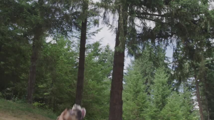 A tennis ball in the air is caught by a dog