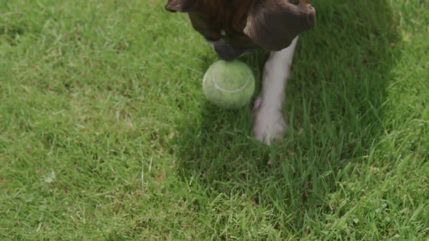 Dog approach tennis ball at the park