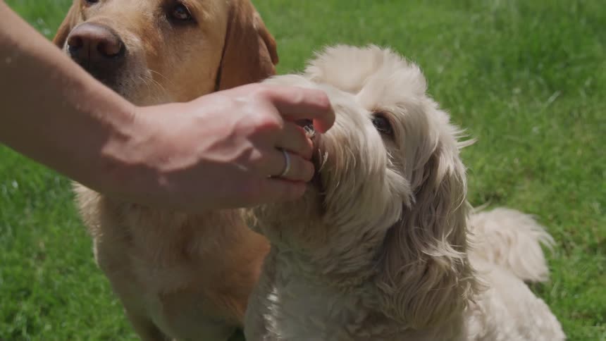 A woman gives a treat to a dog outside on a grassy lawn