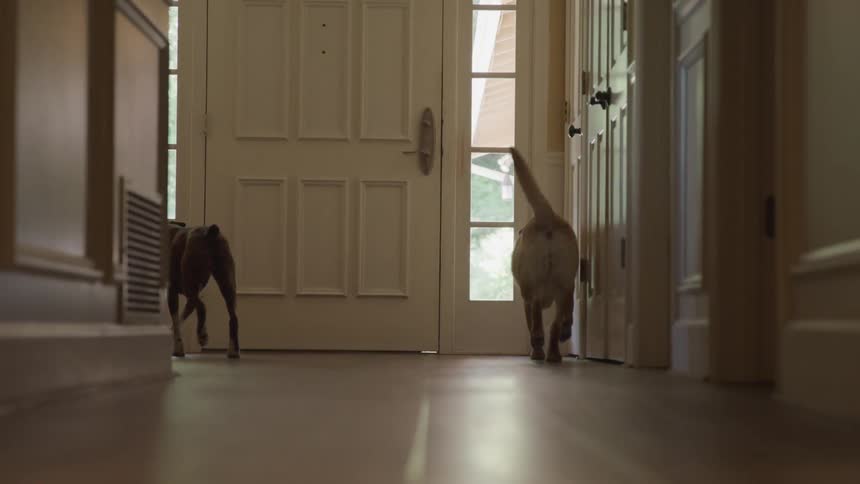 Dogs run down a hallway in a house