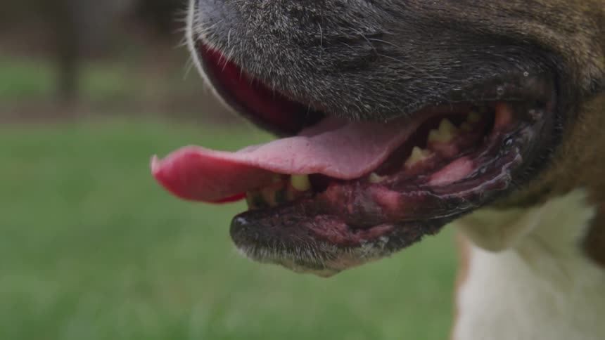 A slow motion footage of wiggly dog tongue