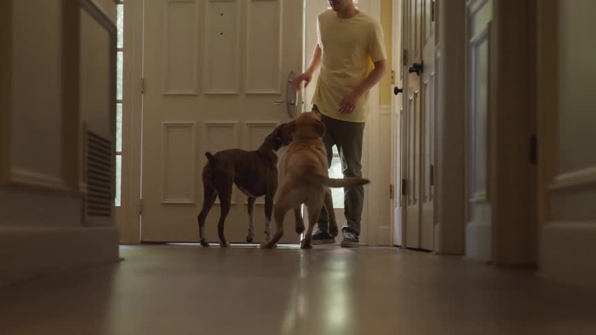 Dogs standing at door waiting for human to walk in
