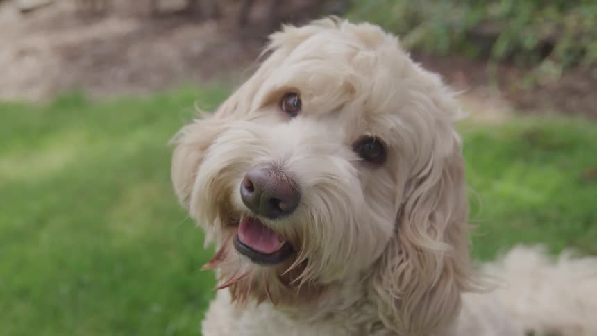 A dog is looking around on the grass