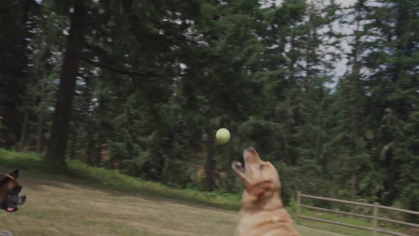 Two dogs playing fetch with a tennis ball in a fenced in yard