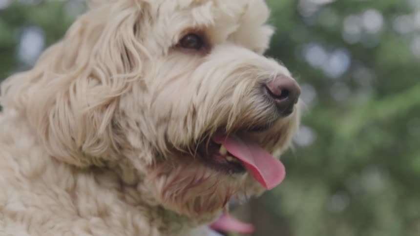 Dog panting in the yard