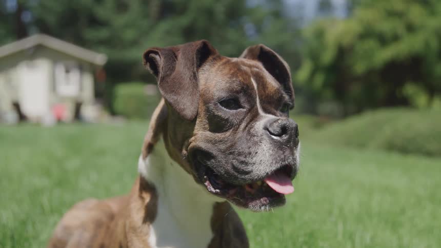 A dog stands with his tongue hanging out