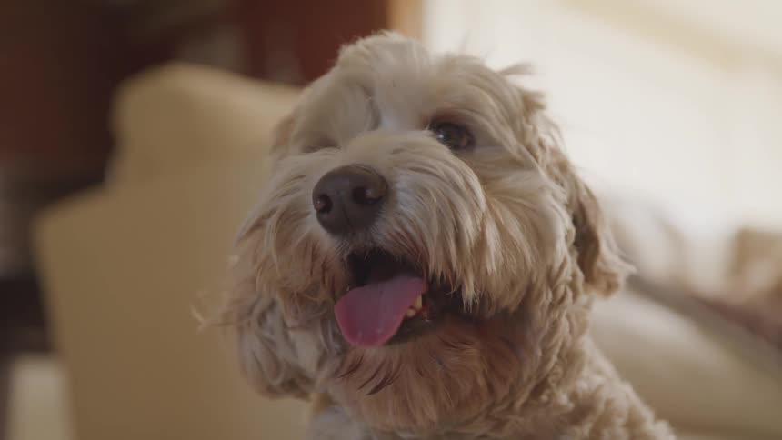 A happy white dog panting indoors