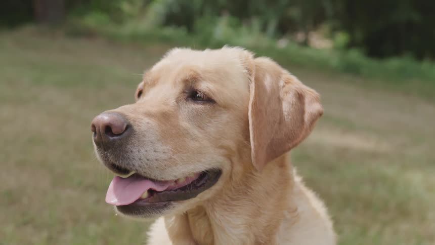Dog panting in the yard