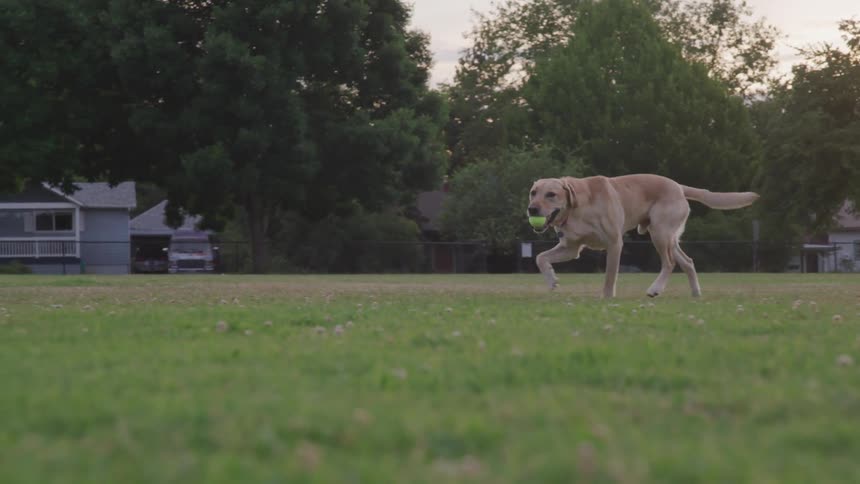 Dog carrying ball in a field