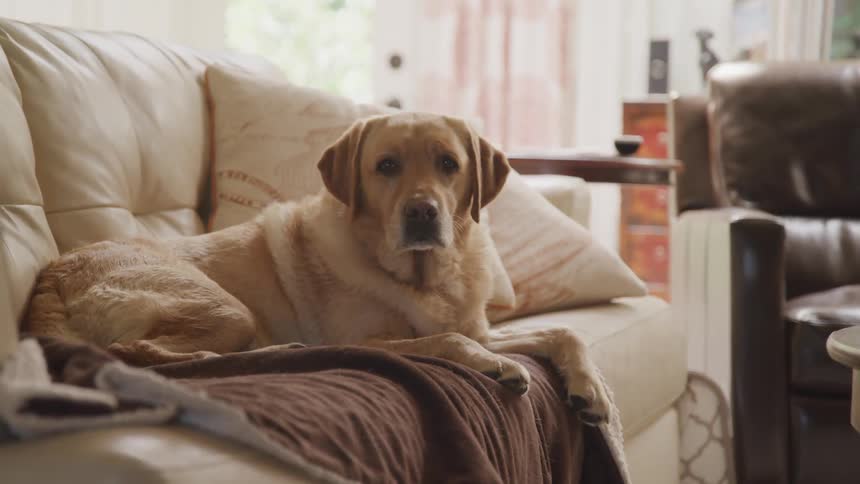 Golden dog lying down on the couch stares at the camera indoors during daylight