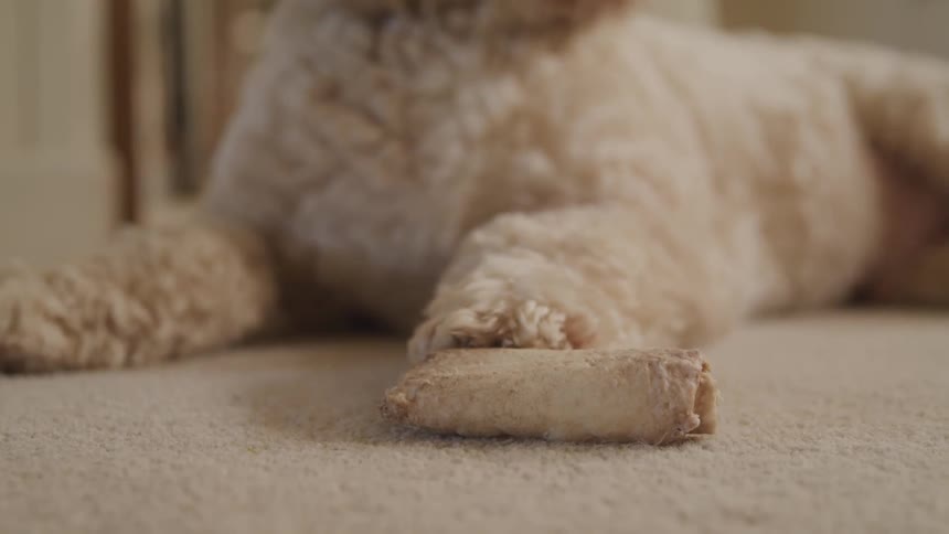 A dog is panting laying on the floor by a bone