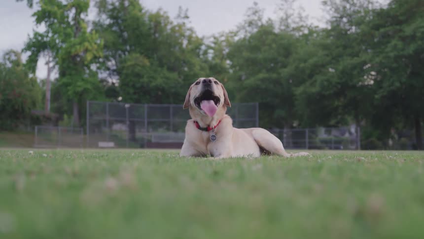 A golden retriever pants while lying on a grassy lawn