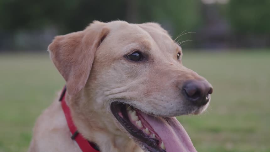 Dog panting in the field