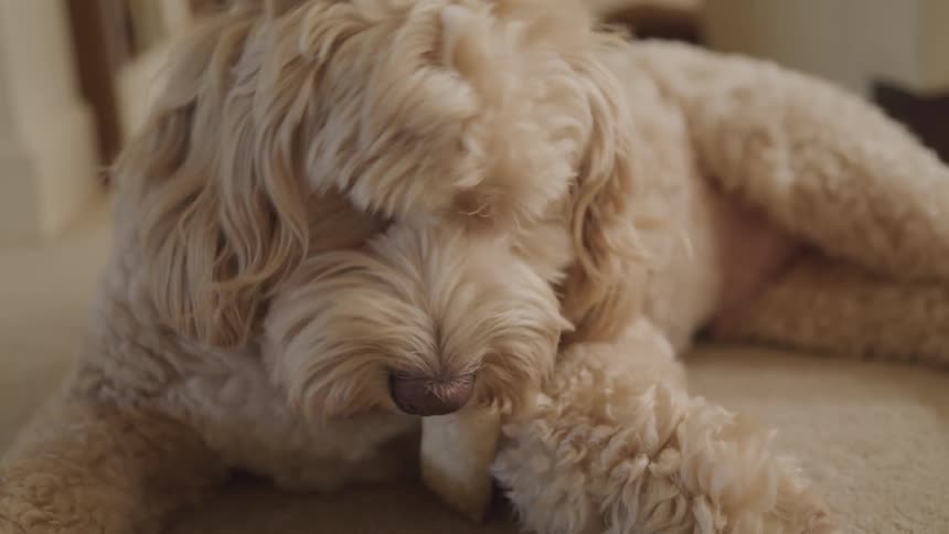 Curly haired dog lays on carpet chewing on treat