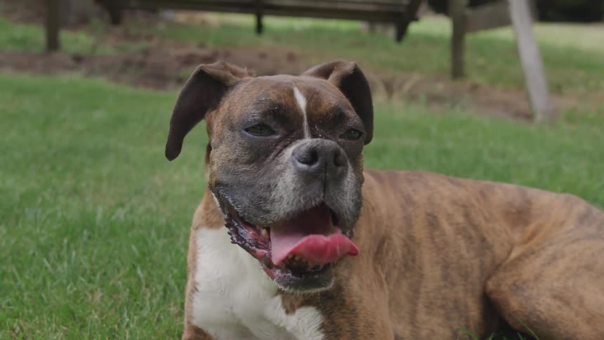 Dog sits on lawn panting near bench swing