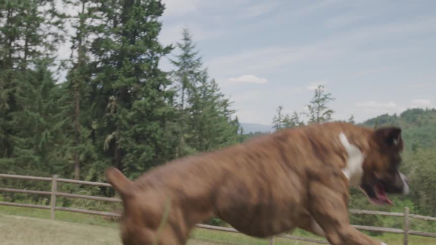 A dog tries to catch a ball and misses