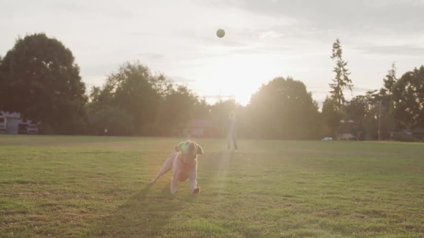 A golden retriever running across the field and catching the ball at sunset