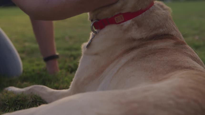 A brown dog with a red collar enjoys being petted