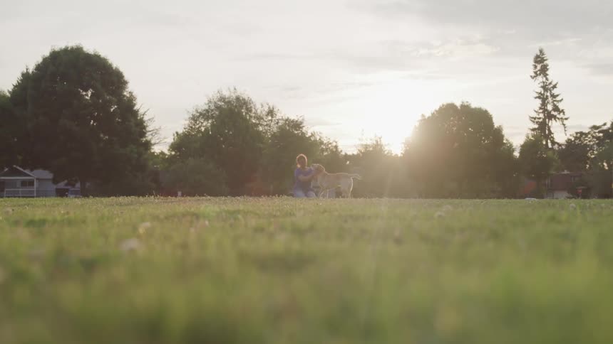Woman plays with brown dog across a field of grass