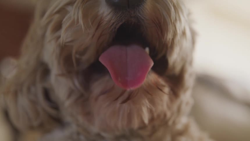 Dog panting and slobbering