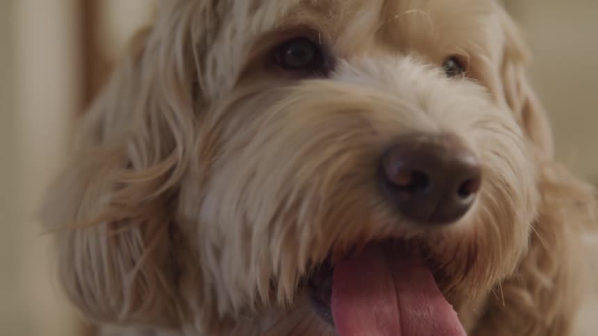 A dog with floppy ears and long hair pants with tongue hanging out
