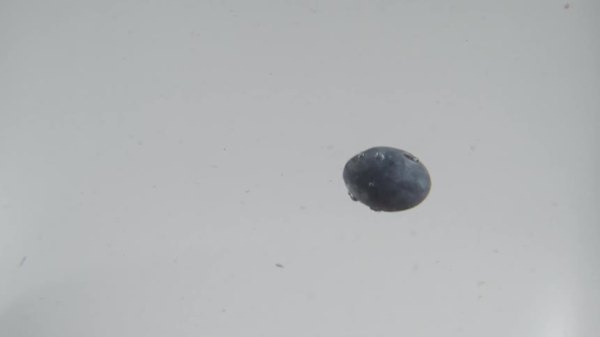 A single blueberry slowly falls in water