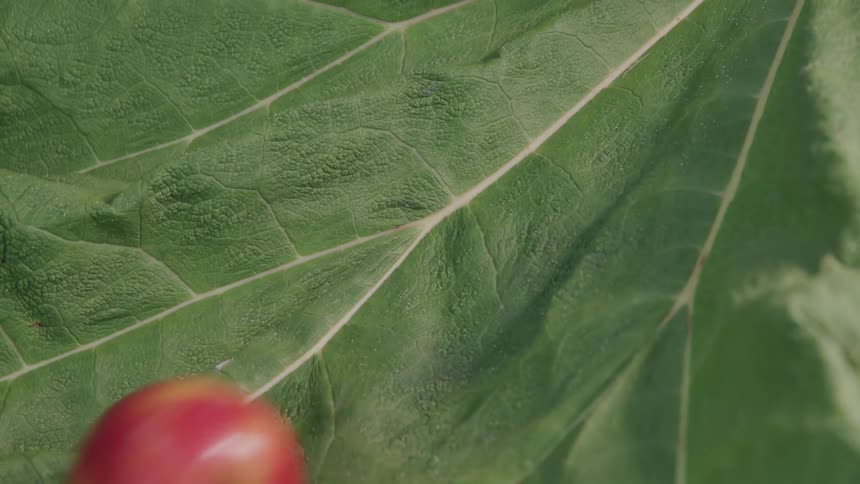 A red apple rolls down a giant leaf