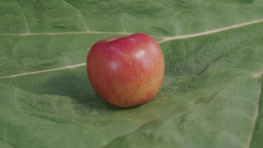 A red apple sits on a broad green leaf