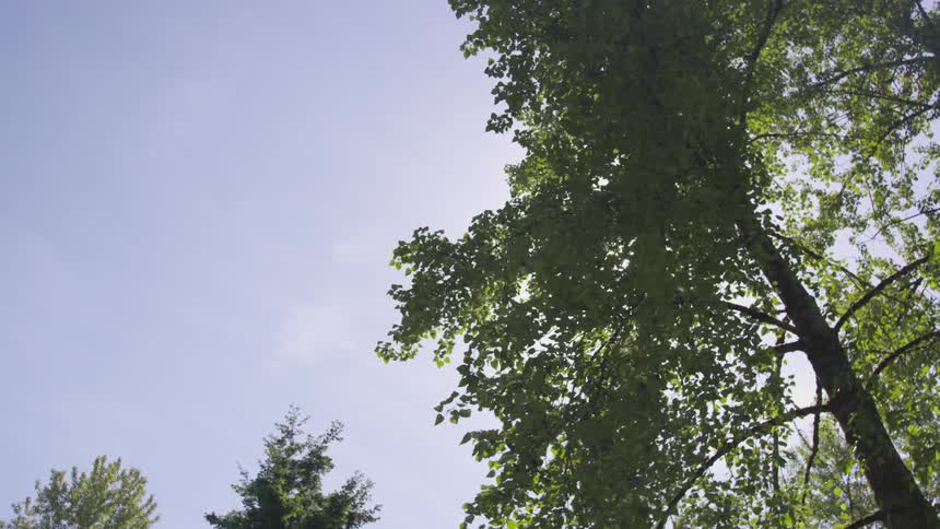 Worms eye view of the sky and trees