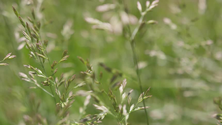 Wheat growing in a field