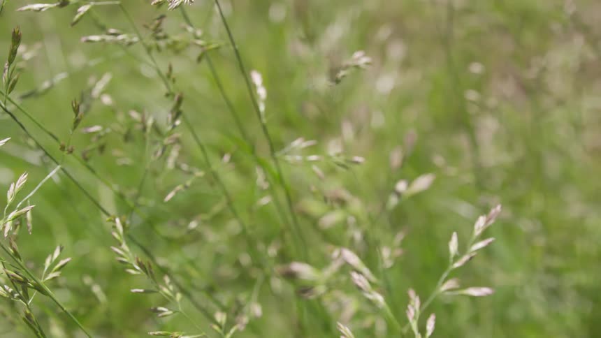 Stalks of grass waving in the wind