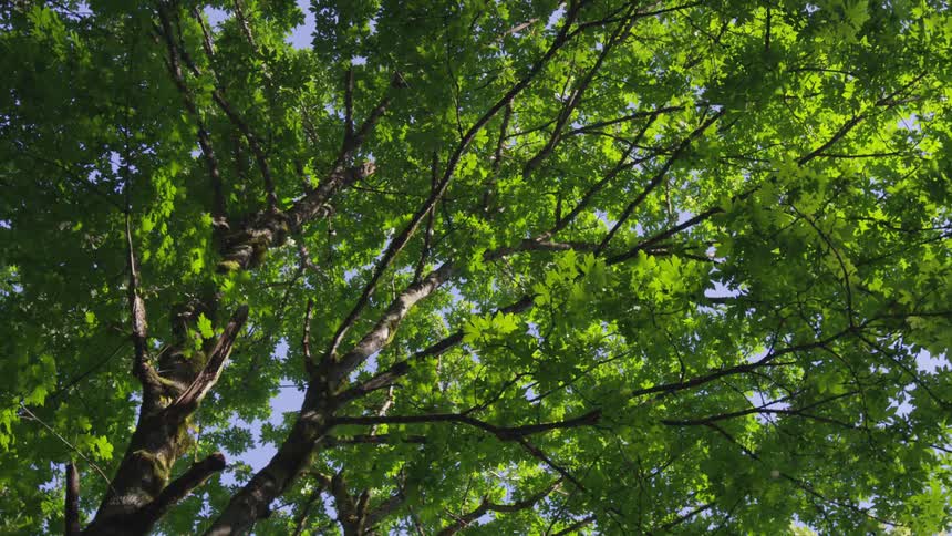 A large tree with bright green leaves that the sun is filtering through